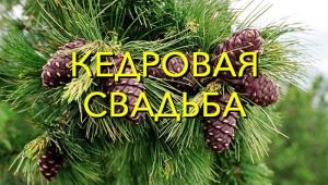 49 years of marriage: what kind of wedding, how to celebrate and what to give?