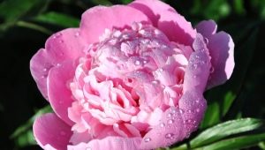 Peonies: what do they symbolize and how to arrange them in feng shui?