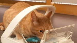 Automatic cat feeders: types, selection rules and manufacturing