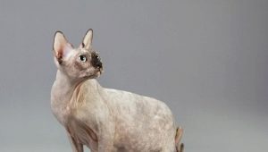 Pregnant cats sphinxes: characteristics, timing, care