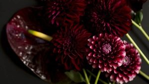 Burgundy color in psychology: what does it mean and symbolize?