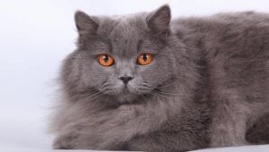 British longhair cat: description, conditions of feeding and feeding habits