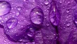 What does purple mean in psychology?