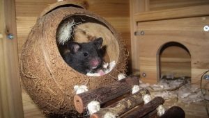 House for the rat: how to choose and do it yourself?