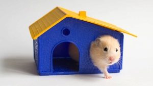 Hamster houses: features, varieties, selection and installation