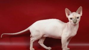 Dwelf: característiques i regles de la cura dels gats