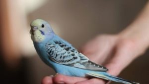 How and how many budgerigars sleep?