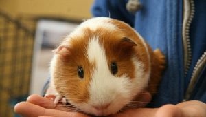 How to determine the sex of a guinea pig?