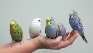 How to tame budgerigar?