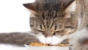 How to train a cat to dry food?