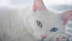 Kao mani: característiques, elecció i subtileses de la cura