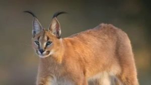 Caracals: característiques de la raça, normes per a la cura de la llar