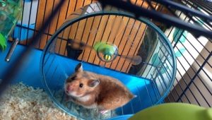 Hamster cages: types, selection and arrangement