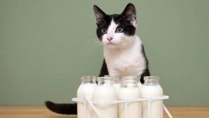 Can cats get milk and what are the restrictions?