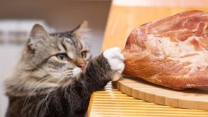 Can a cat be fed raw meat and what are the restrictions?