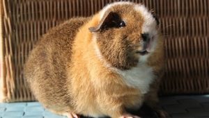 Features of Teddy guinea pigs and the rules for their maintenance