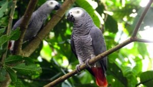 Jaco parrot: description of species, content features, selection rules