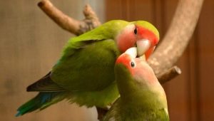 Rules for keeping lovebirds