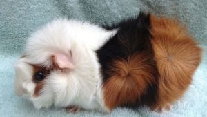 Rosette guinea pigs: breed features and subtleties of care
