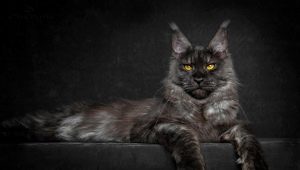 The biggest maine coon in the world