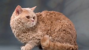Selkirk rex: característiques, elecció i normes d’atenció