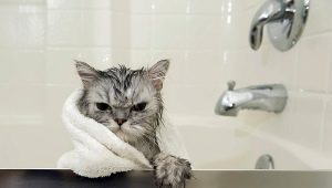 Shampoo for cats: how to choose and use it?