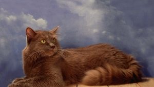 Chantilly-Tiffany: descripció de la raça, naturalesa i normes de cura