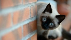 Siamese cat character