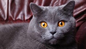 How old are British cats and cats?