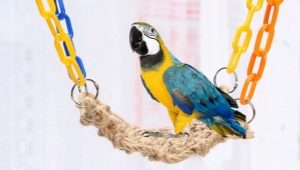 Types and choice of toys for a parrot