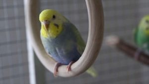 Everything you need to know about rainbow budgies
