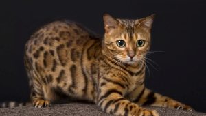 All about bengal cats and cats