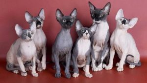 All about the Sphynx cat breed