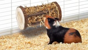 Choosing hay and a sennik for guinea pigs