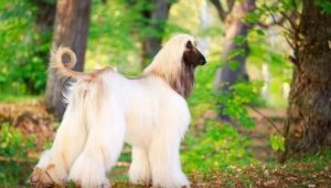 Afghan hound: breed description and content