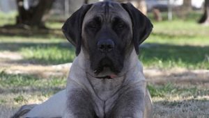 American Mastiff: Breed Description and Dog Care