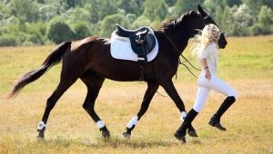 Ammunition for a horse: a list of necessary accessories