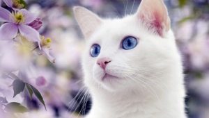 White cats with blue eyes: is deafness characteristic of them and what are they?