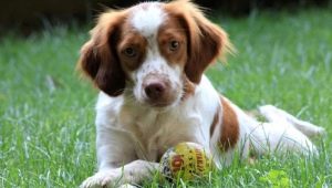 Breton epagnol: breed description and cultivation