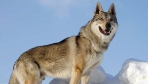 Czechoslovakian wolf dog: history of origin, characteristics of character and content