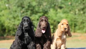 How is the American Cocker Spaniel different from English?