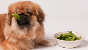 How to feed the Pekingese?