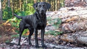 Black Labradors: Description, Character, Content and List of Names