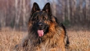 Long haired german shepherd dogs
