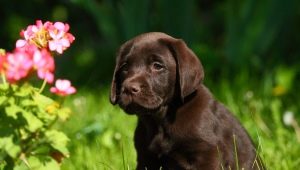 Training and education of a Labrador