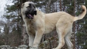 Gamper: how do dogs look and how to keep them?