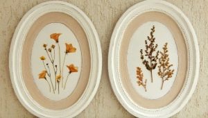 Herbarium: types, features of plant collection and design options