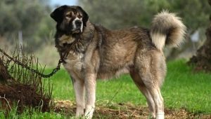 Greek Shepherds: description of the breed and conditions of keeping dogs