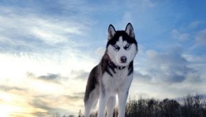 Husky breed origin story