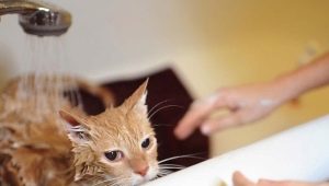 How often can cats be washed and what does it depend on?
